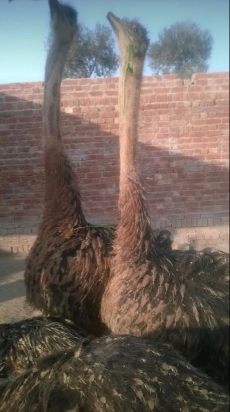 AZHAR Ostrich Form